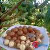 Hạt mắc-ca sấy Đaklak