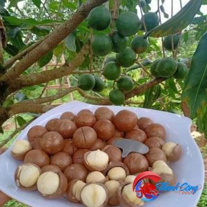 Hạt mắc-ca sấy Đaklak