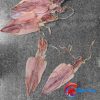 Khô mực câu Quảng Bình